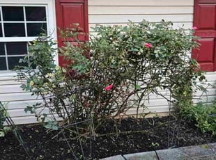 Weeding by Terrence Hawkins for Melissa S. in Upper Marlboro, MD