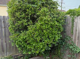 Bush Trimming by Akeem Lewis for Samuel A. in New Orleans, LA
