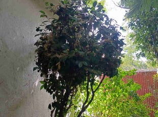 Bush Trimming by Thomas Hancock for Inutu M. in Stockton, CA