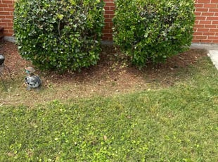 Bush Trimming by Lamar Little for Stephanie N. in Chesapeake, VA