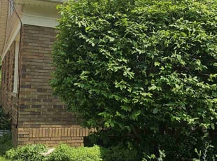 Bush Trimming by Robert Dowdy for Cindy H. in Wauwatosa, WI