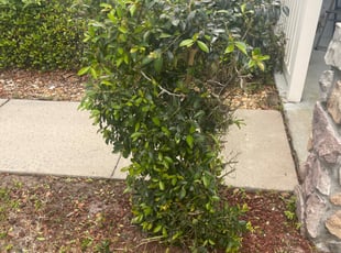 Bush Trimming by Navin Persad for Charu B. in Riverview, FL