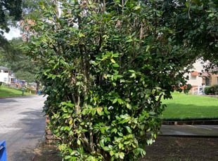 Bush Trimming by Virgil Greene for Eli I. in Atlanta, GA