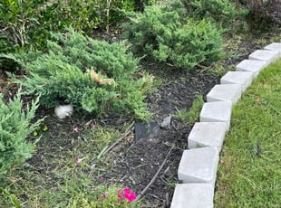 Weeding by Eduardo Castaneda for Andrew M. in Fort Worth, TX