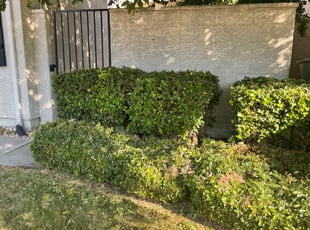 Bush Trimming by Diego Mojica for David B. in Rocklin, CA