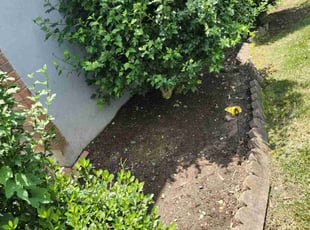 Weeding by Jose Gonzalez for Adrian R. in Capitol Heights, MD