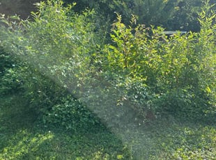 Cleanups by Jason Scott for Adrienne G. in Rockville, MD