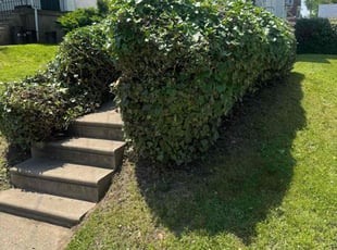 Bush Trimming by Norberto Soto for Kebeh f. in Lansdowne, PA