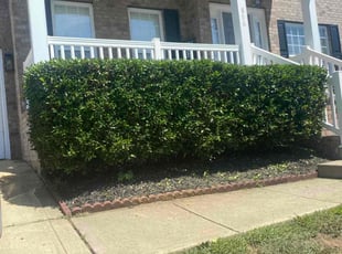 Bush Trimming by Adam Kersey for Yeiza L. in Charlotte, NC