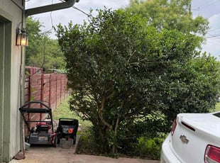 Bush Trimming by Raquel Gutierrez for Kris A. in Manchaca, TX