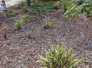 Weeding by Juan Rodriguez for Ken T. in Sacramento, CA