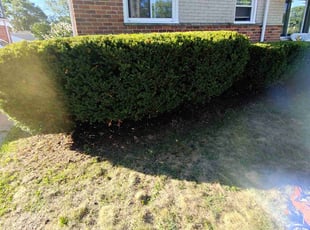 Bush Trimming by Timothy Muir for Ronald R. in Madison Heights, MI