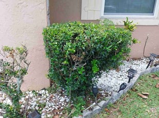 Bush Trimming by Kenneth Hall for Sharon P. in Orlando, FL