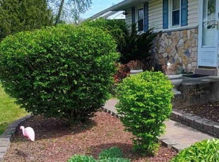Bush Trimming by Martin Ortiz Cortez for Kaye W. in Newark, DE