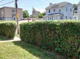 Bush Trimming by Orlando Roche for Dion L. in Waterbury, CT
