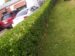 Bush Trimming by Scott Suber for Michael B. in Virginia Beach, VA