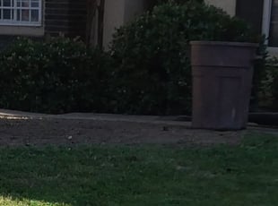 Bush Trimming by Miguel Aguila for Anthony M. in Fresno, CA