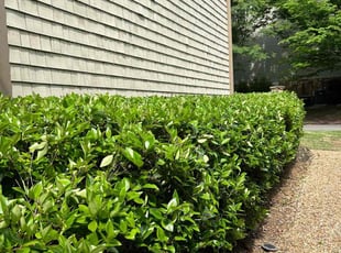 Bush Trimming by Latonya Talley for Warren P. in Smyrna, GA