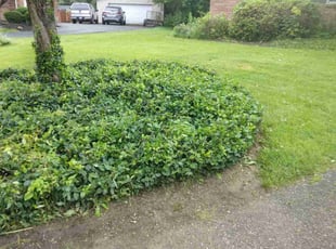 Weeding by Terrance North for Alison R. in Cincinnati, OH