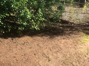 Cleanups by Marco Antenor for Laure B. in Charlotte, NC
