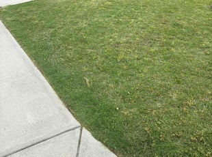 SaBritney D.'s Lawn Service service result