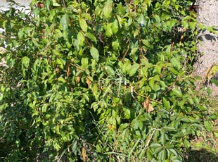 Bush Trimming by Phillip Kukla for Lucille F. in Round Lake Beach, IL