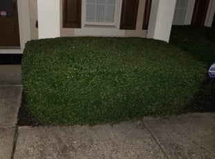 Bush Trimming by Donavon Dickson for Alanna C. in Stockbridge, GA