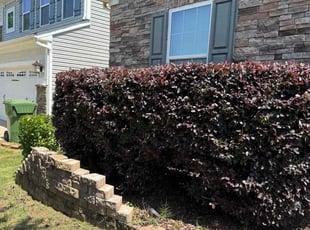 Bush Trimming by Jarvis Hambrick for Ian B. in Greenville, SC