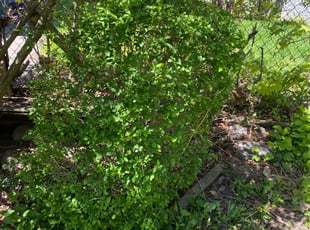 Bush Trimming by James Serio for Elaine I. in Rochester, NY