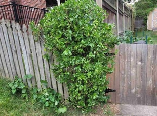 Bush Trimming by Rose Valle for Kayla L. in Alexandria, VA