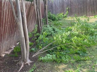 Bush Trimming by Keily Delgado Preciado for Janelle P. in Cedar Park, TX