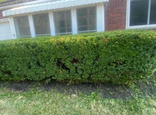 Bush Trimming by Sean Mosley for Margaret M. in Cincinnati, OH