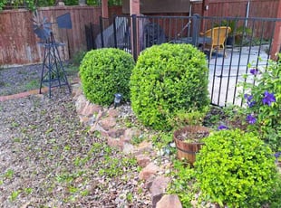 Bush Trimming by Jason George for George W. in Keller, TX
