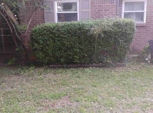 Bush Trimming by Brian Evans for Jack H. in Bedford, TX