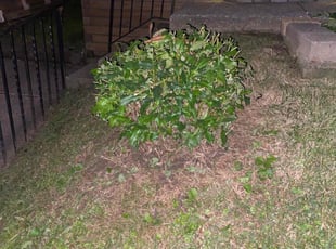 Bush Trimming by Dante Rivera for Bryam G. in Aldan, PA