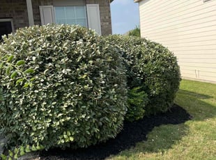 Bush Trimming by Juan Casillas for Garrett B. in San Antonio, TX