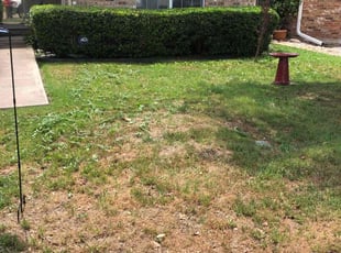 Bush Trimming by Chaes Pate for Brittany K. in San Antonio, TX
