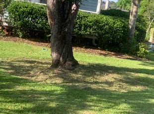 Bush Trimming by Brandon Jordan for Nick P. in Charleston, SC