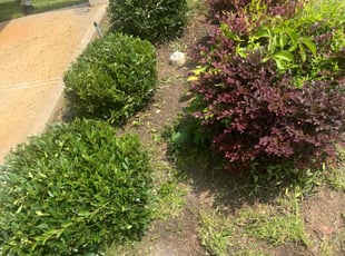 Bush Trimming by Richard Carpenter for Mellonese F. in Evans, GA
