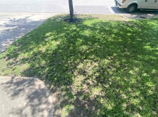 Leaf Removal by Bryce Morris for James P. in Austin, TX