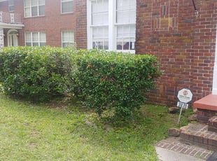 Bush Trimming by Brandon Madden for Rebekah B. in Jacksonville, FL