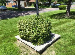 Bush Trimming by Jammel Johnson for Angela B. in Florissant, MO