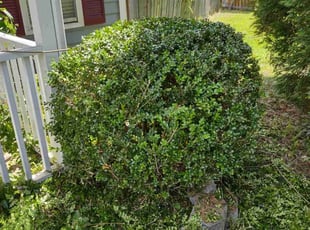 Bush Trimming by Ashe Lewis for Nathan W. in Goose Creek, SC