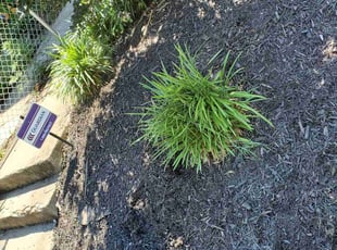 Weeding by Herbert Brown for Cicely M. in Washington, DC