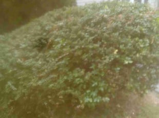 Bush Trimming by Rayshawn Martin for Atwood G. in Shaker Heights, OH