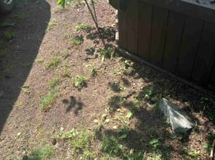 Leaf Removal by Tiffany Aschenbrenner for Tsubasa F. in Shoreline, WA