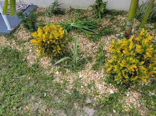 Weeding by George Shuler for Courtney L. in Tampa, FL
