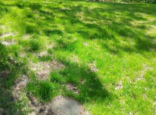 Cleanups by Matthew Dorothy for Daryl A. in West Des Moines, IA