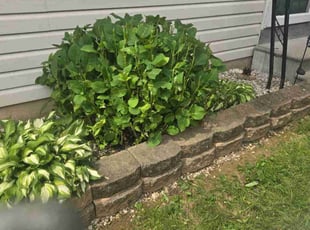 Bush Trimming by Randy Miller for Mary J. in Willow Grove, PA