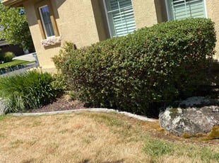 Bush Trimming by Uriel Aldrete for Eli N. in Roseville, CA